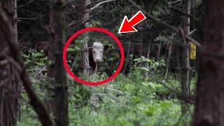 Сбежавшего телёнка, нашли в лесу, только посмотрите с кем он был!