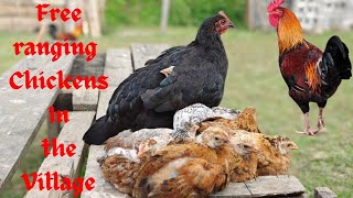 Routine care and free ranging. Rearing Local Chickens at Khulazu Basa Village, Nagaland. Episode 5.