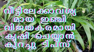 വീട്ടിലേക്കാവശ്യമായ ഇഞ്ചി വിജയകരമായി കൃഷി ചെയ്യാൻ കുറച്ചു ടിപ്സ്