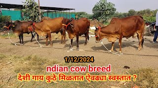 देशी गाय कुठे मिळतात ऐवढ्या स्वस्तात ?💫💥❤️ ||miniature cow price in hindi|| gir cow maharashtra