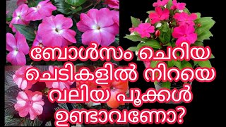 ഇങ്ങനെ ചെയ്താൽ ചെറിയ ചെടികളിൽ നിറയെ വലിയ പൂക്കൾ ഉണ്ടാവും. | TipS noW.