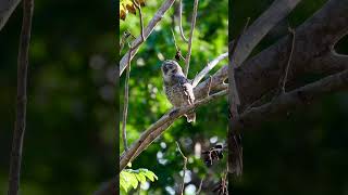 ง่วงหงาวหาวนอน #เค้าจุด #spottedowlet  #นกในธรรมชาติ #birdsofthailand #นกเมืองไทย #mybirdingjourney