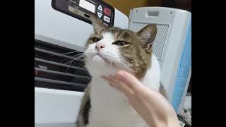 顎の下を撫でられて気持ち良い猫