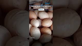 Viral Temuan Telur Ayam Berkerut, Tidak Mulus dan Lonjong, Amankah Dikonsumsi?