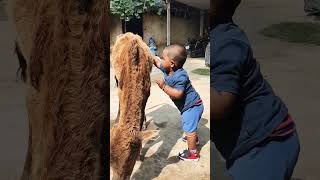 ଶ୍ରୀ ର new friend🐂|| #youtube #viral#youtubeshorts #shreecreations #animallover ❤️