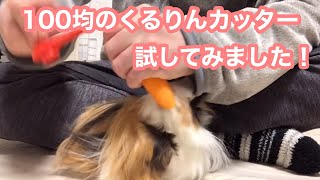 モルモット【ダイソーのくるりんカッター試して見ました！】I tried a vegetable cutter！