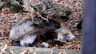 Merry Christmas 2018　Reindeer(トナカイ)　多摩動物公園