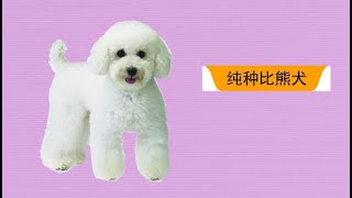 【秒懂百科】原来纯种比熊犬长这样