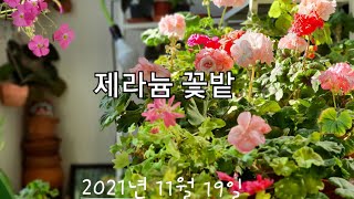 제라늄 꽃밭 2021년 11월 19일 ( 소소한 꽃밭)