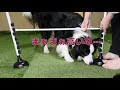 【自粛中でも遊びたい】犬と自宅でできるアジリティ（ハードル）を自作して遊んでみた！