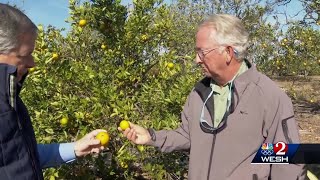 Florida's citrus industry facing worst crop in more than 75 years