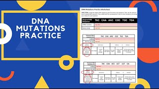 DNA Mutations Practice