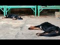 tibetan mastiff dogs 这是很多养犬者都想学习的知识 到底是什么时候 尤其是第四点