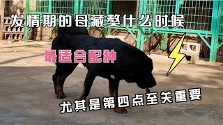 Tibetan Mastiff  dogs | 这是很多养犬者都想学习的知识  到底是什么时候  尤其是第四点