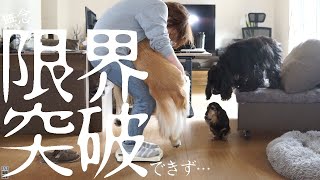 1歳のゴールデンレトリバーを抱っこして体重は量れるか挑戦