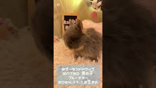 うさぎベビーちゃん🍼【和泉本店】#shorts