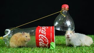 DIY mouse/rat trap from Coca Cola bottle