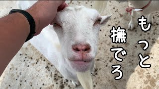 ヤギとのふれあい 24.07.31【まかいの牧場】