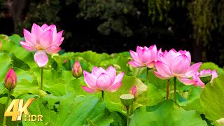 Flowers 4K Nature Relaxation Film - Admire the beauty of Lotus with Meditation Relaxing Music