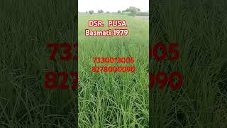 DSR  Pusa Basmati 1979