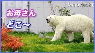 お母さん、どこ行ったの？　ララを探して走り回るリラ Polar Bear mom\u0026daughter