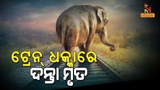 ରେଳ ଲାଇନ୍ ଅତିକ୍ରମ କରୁଥିବା ବେଳେ ଟ୍ରେନ୍ ଧକ୍କାରେ ୨ଟି ହାତୀ ମୃତ | NandighoshaTV