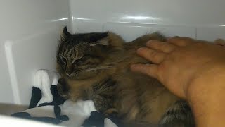 レオちゃんの野良猫から飼い猫になるまでの成長日記323日目