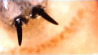 New screwworm cases identified closer to Texas border
