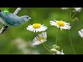 sanhaÇo azul fÊmea cantando demais 30 minutos lindo demais esquente seu sanhaÇo