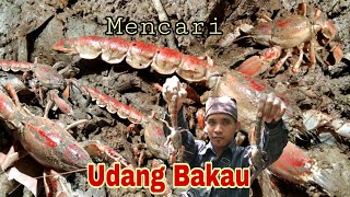 Berburu Udang Bakau/Makohe