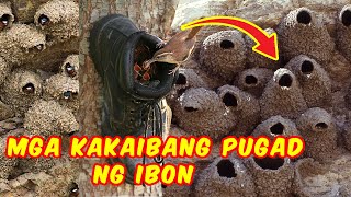 KAKAIBANG PUGAD NG MGA IBON SA BUONG MUNDO