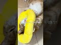 今日も腎臓病と戦う猫 shorts