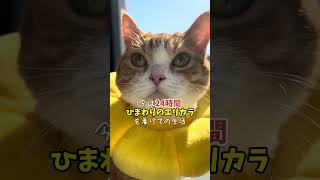 今日も腎臓病と戦う猫 #shorts