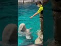 ベルーガ　フリフリしたらあっちだよ　【名古屋港水族館】beluga nagoya aquarium