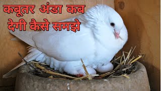 कबूतर अंडा कब देगी कैसे समझे  || Kabutar Andde Kab Degi || Samajh Jao Kabootar Eggs Dene Wali Hain