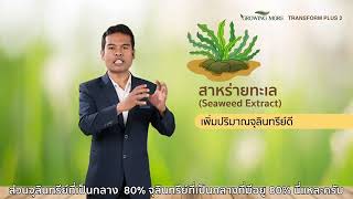 Transform Plus สูตร 2 by Successmore 0637866369 คุณอ๋อม