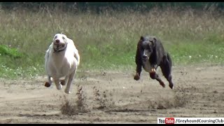 Greyhound dog track race in Punjab 2021 | born to run | racing
