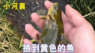 阿傑河邊撿到奇怪的魚，全身金黃還長了兩根鬚，你們認識嗎？ 【戶外阿傑】