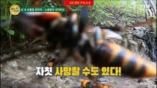 YTN 황금나침반 '산속의 보물노봉방' 말벌헌터 고천거사 すずめばち[雀蜂] KOREA TV SHOW wasp hunter