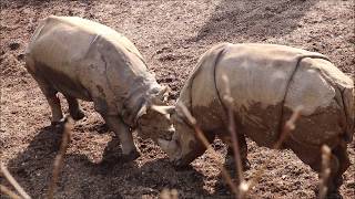 2019/02/07 インドサイの同居  in  多摩動物公園