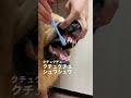 歯磨きシュワシュワ　 ゴールデンレトリバー　 犬のいる暮らし