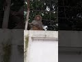 রাজধানীতে বানরের সাথে দেখা monkey