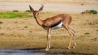 رشاقة غزال الإدمي أجمل من بياض الريم