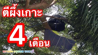 มันใหญ่มาก ตีผึ้งไกล้บ้านคน@พรานผึ้งกรุงเทพนนทบุรี