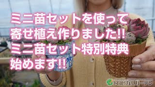 【多肉植物】ミニ苗セットを使って寄せ植え作りました!!ミニ苗セット特別特典始めます!!【succulent】トロピカルガーデン