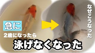 なぜ？金魚が急に泳げなくなった・・【東錦】This goldfish became unable to swim @peperia