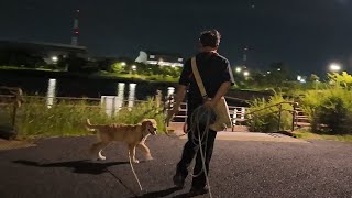 Park debut!This is a good thing to do in large areas.【Golden Retriever japan】