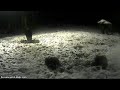 raccoon dogs.webcam siga 11.01.12.mp4