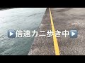 【高知県㊙️釣り情報】ゴールデンウィーク直前！最終釣果はやっぱりココ！