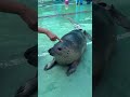 Милый тюленчик хочуактив cute seal хочуподписчиков тюлени мем тюлень memes мемы милота